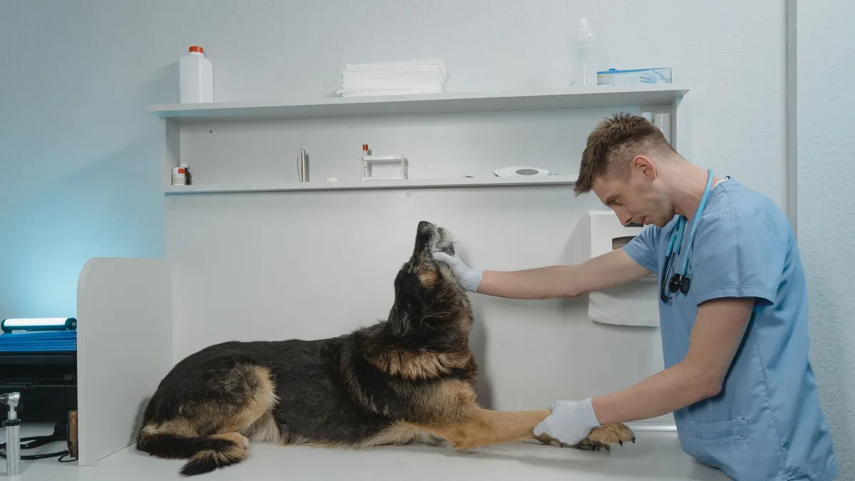 A veterinarian checks a German Shepherd dog in a sterile clinic environment.