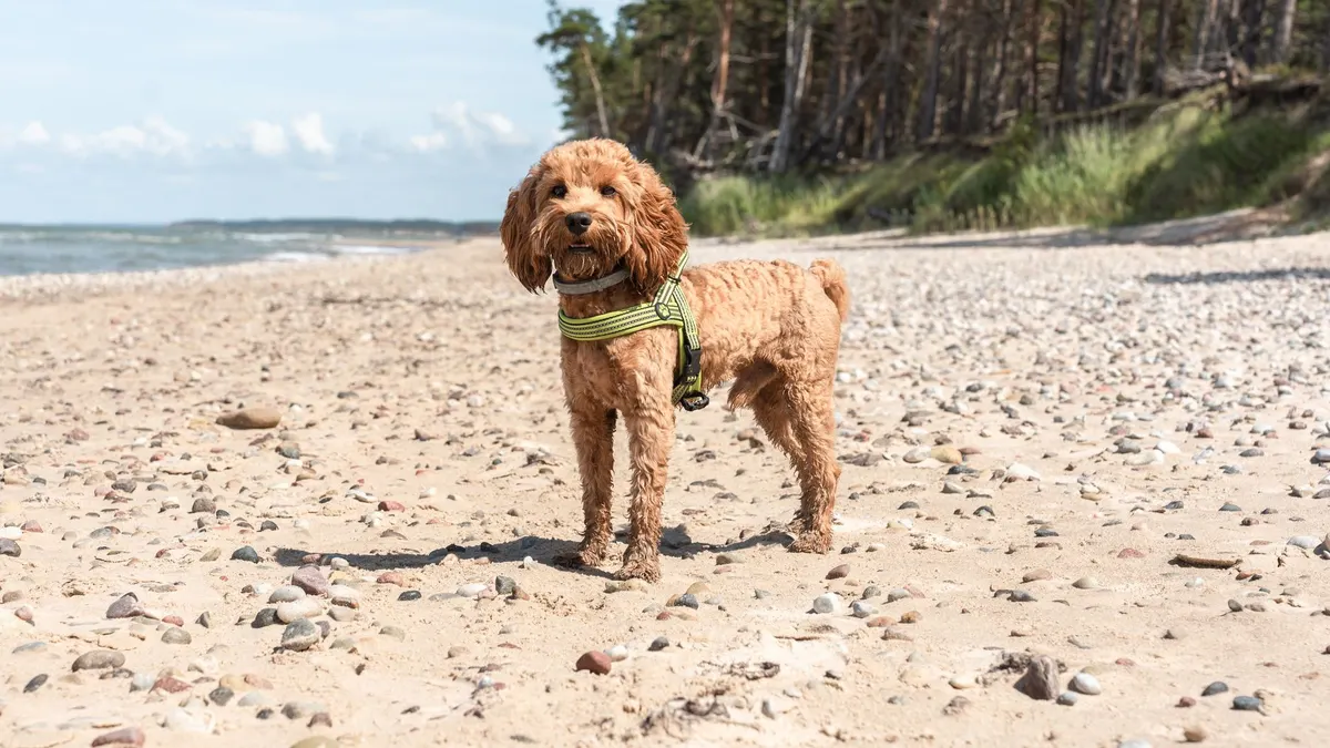 Adorable brown dog with a harness standing on a sandy beach during the day.