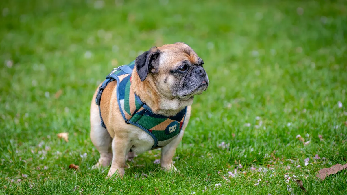 Cute pug wearing a harness standing on lush green grass, showcasing a contemplative look.