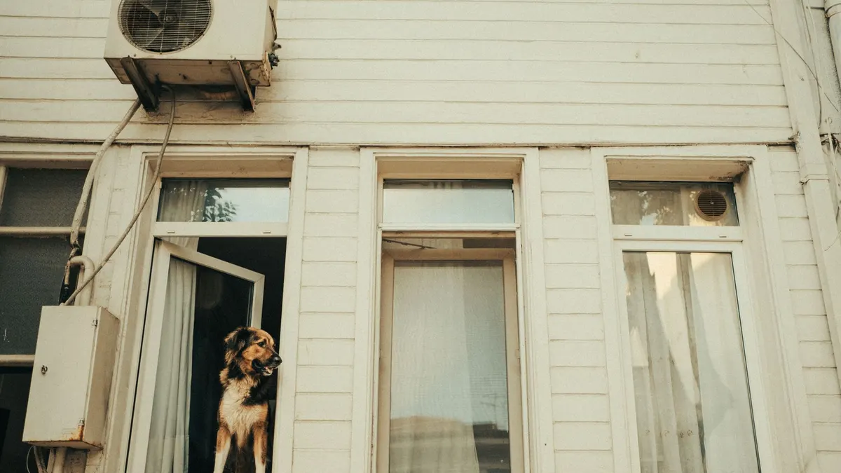 A German Shepherd dog looking out of an open window in a residential building.