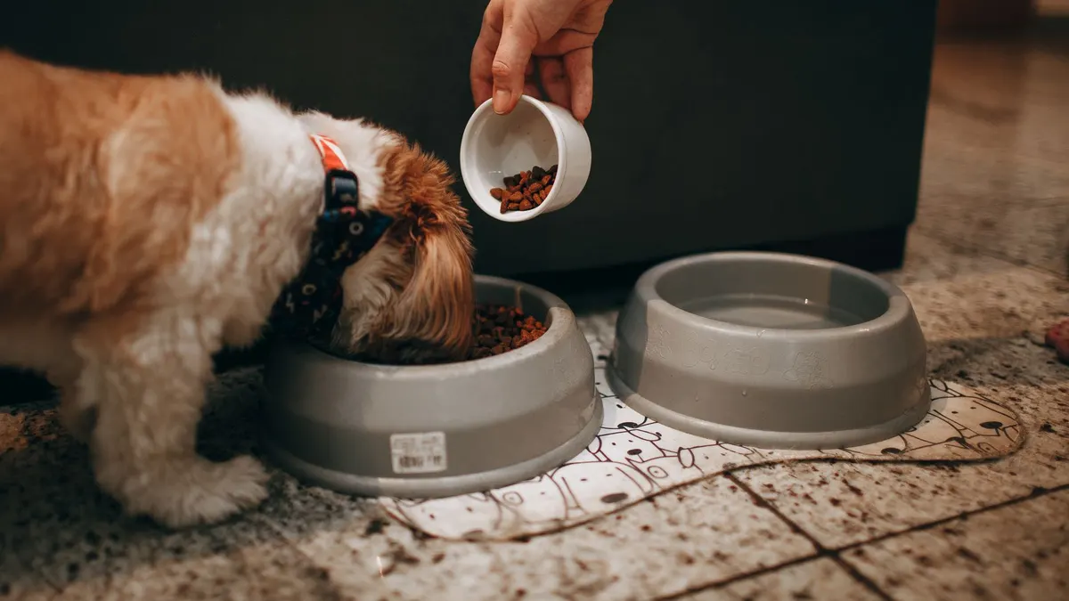 A hand feeds a Shih Tzu puppy in an indoor setting, highlighting pet care and love.