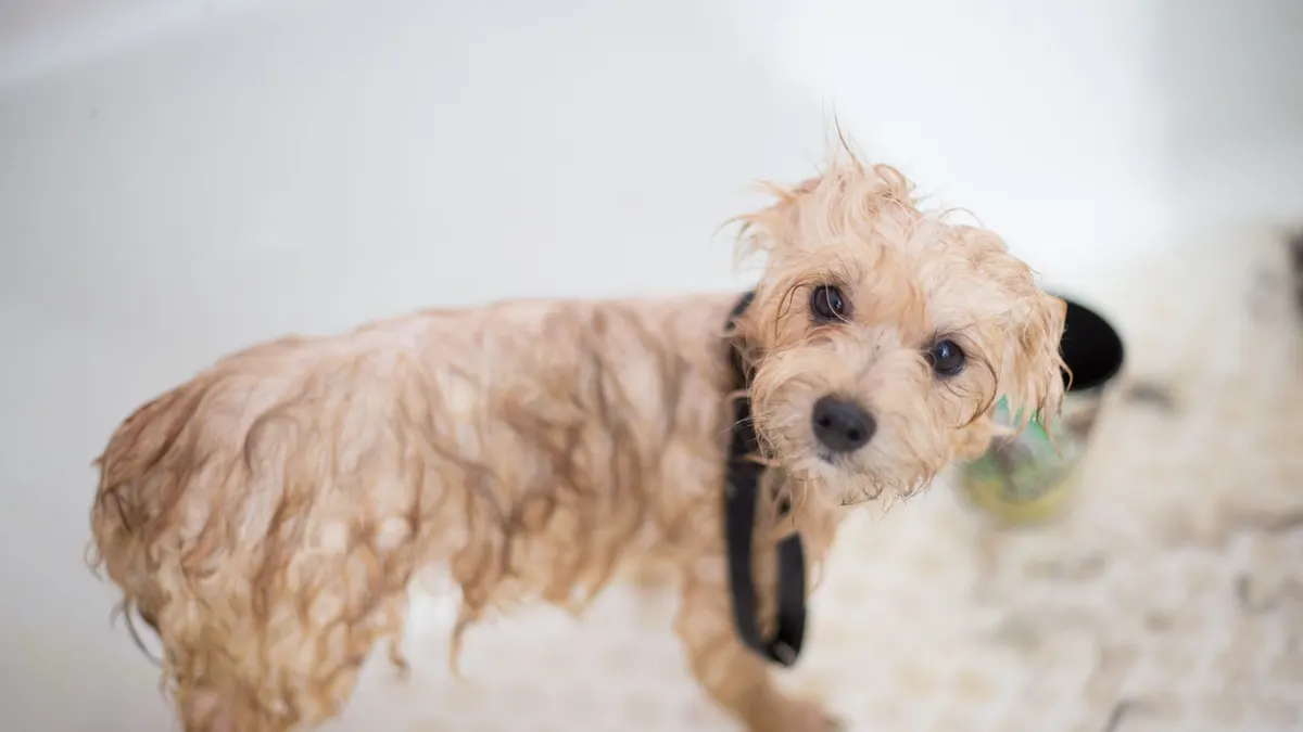 Cute wet puppy in bathtub looking up during bath time. Perfect pet grooming scene.