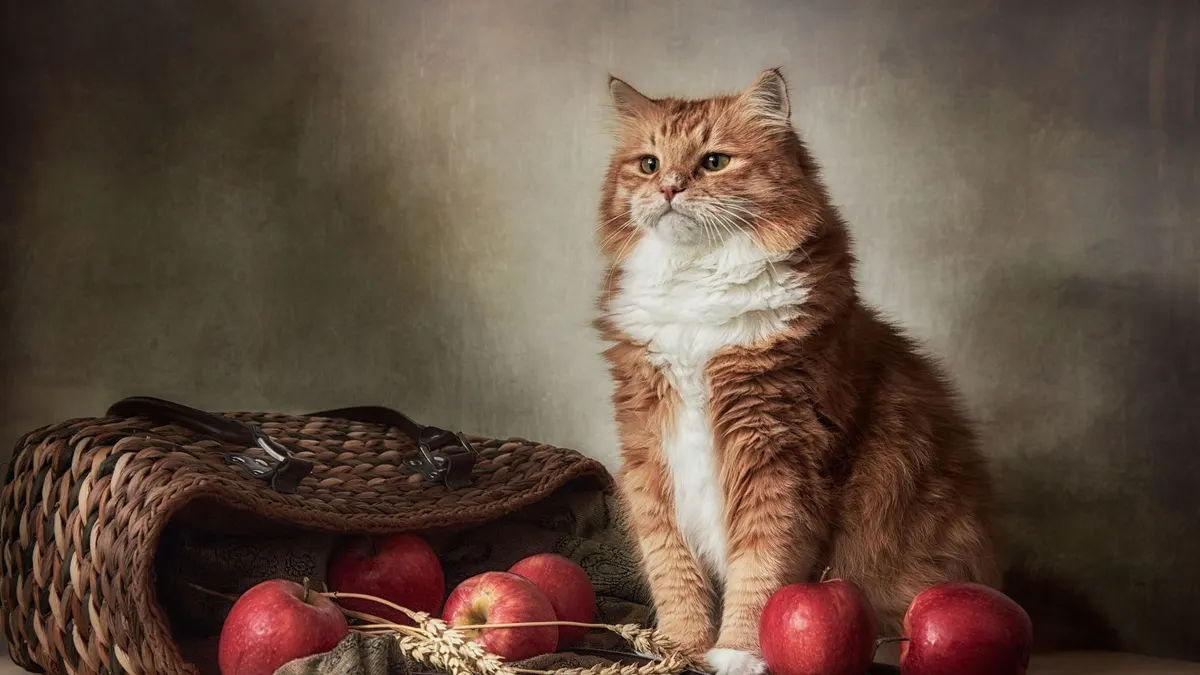 A fluffy orange cat sits beside a basket filled with red apples, creating a warm still life composition.