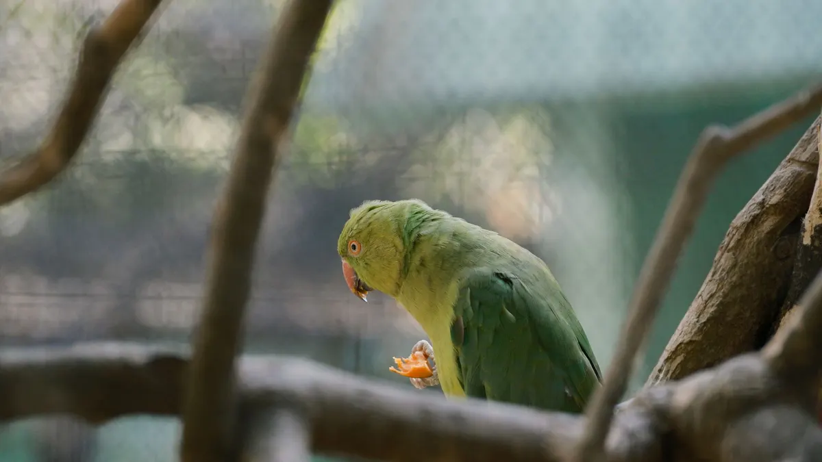 A vibrant green parrot perched on a branch in a Bulgarian zoo, showcasing its natural habitat.