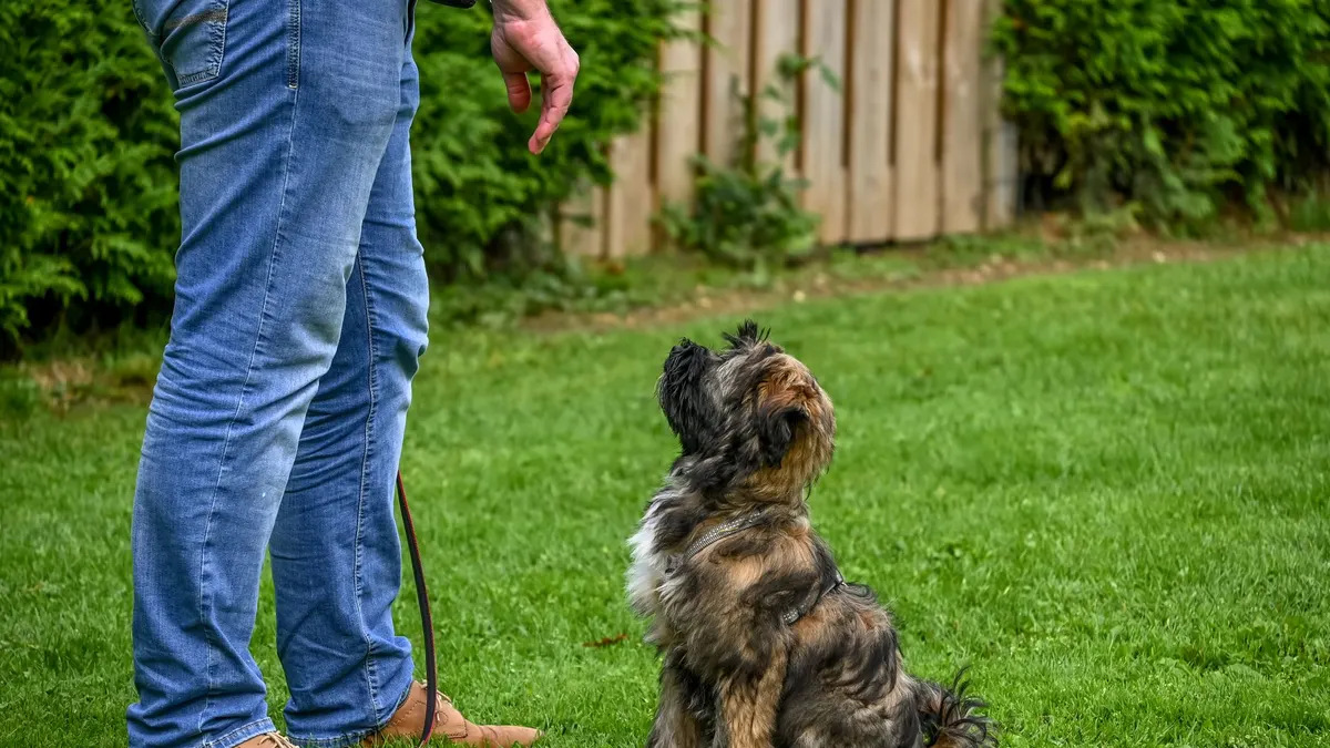 A Tibetan Terrier dog sitting attentively for training in a backyard setting.