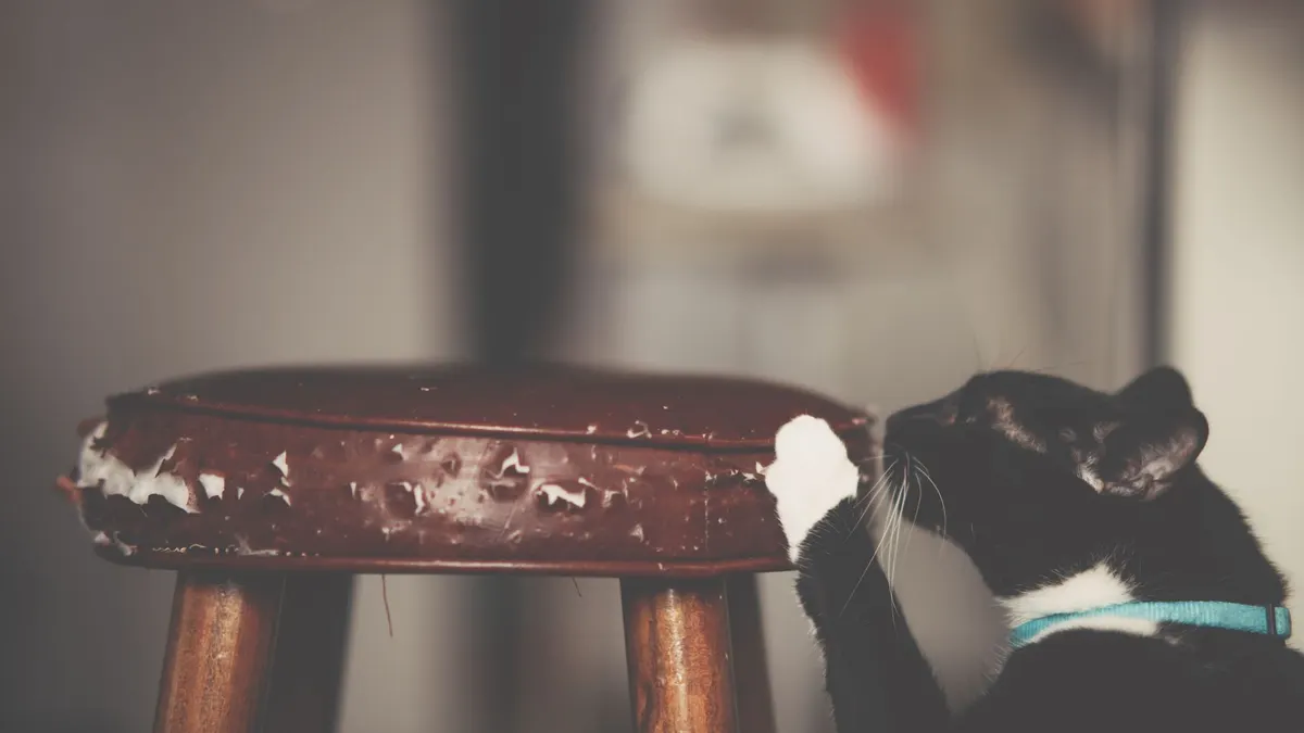 A black and white cat wearing a blue collar scratches a worn wooden stool indoors.