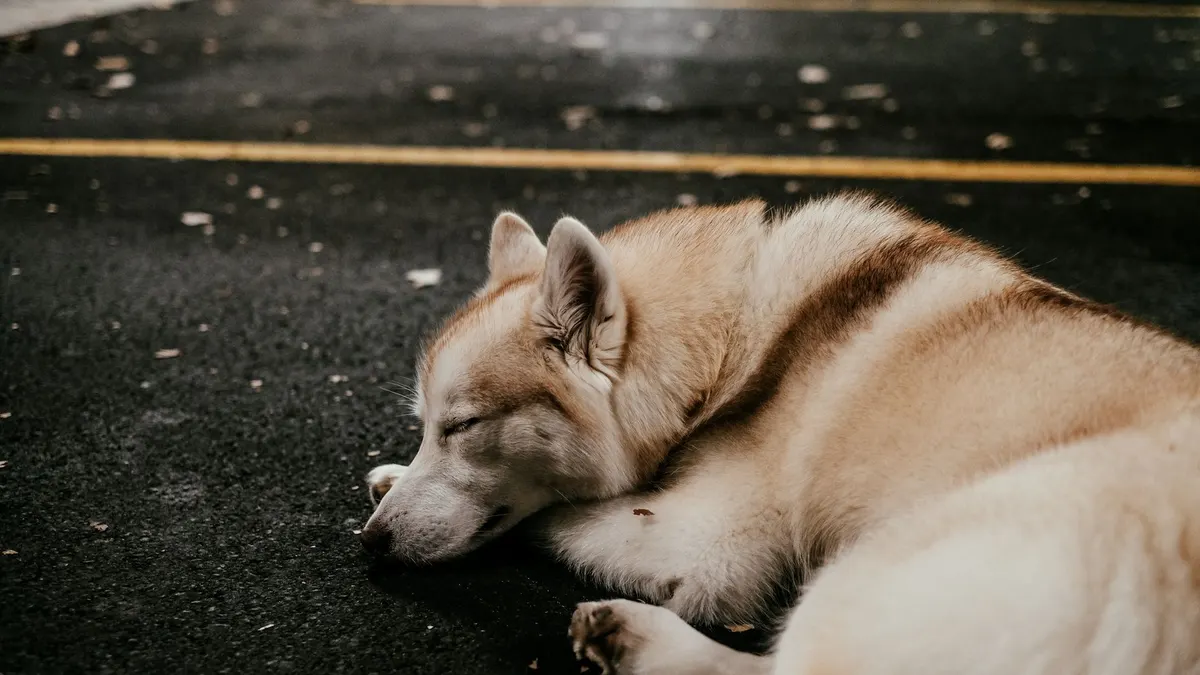 A Siberian Husky dog peacefully sleeping on an outdoor pavement.