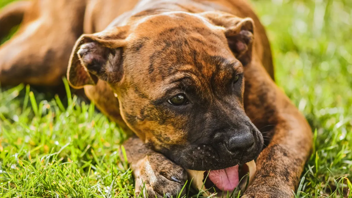Brown brindle puppy chewing on a bone, lying on green grass in the sunlight.