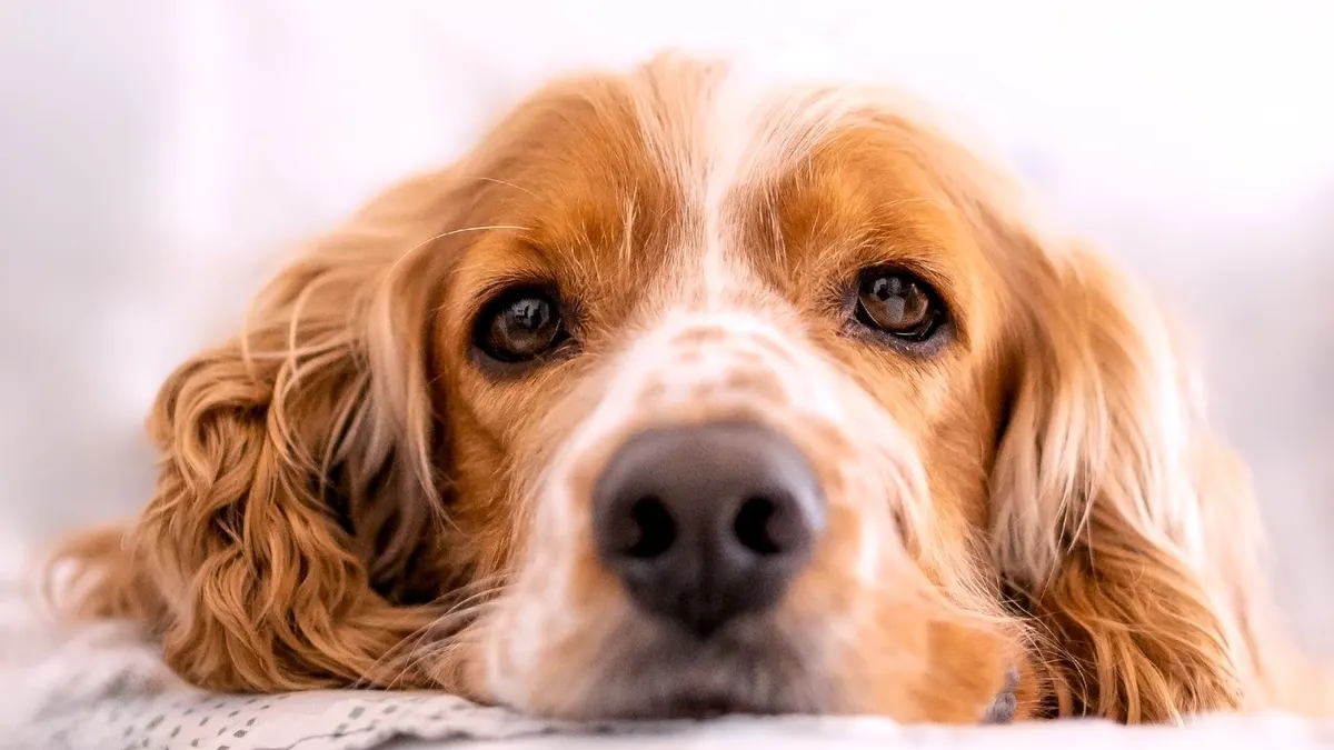 A serene cocker spaniel dog resting indoors, showcasing its gentle expression and beautiful fur.