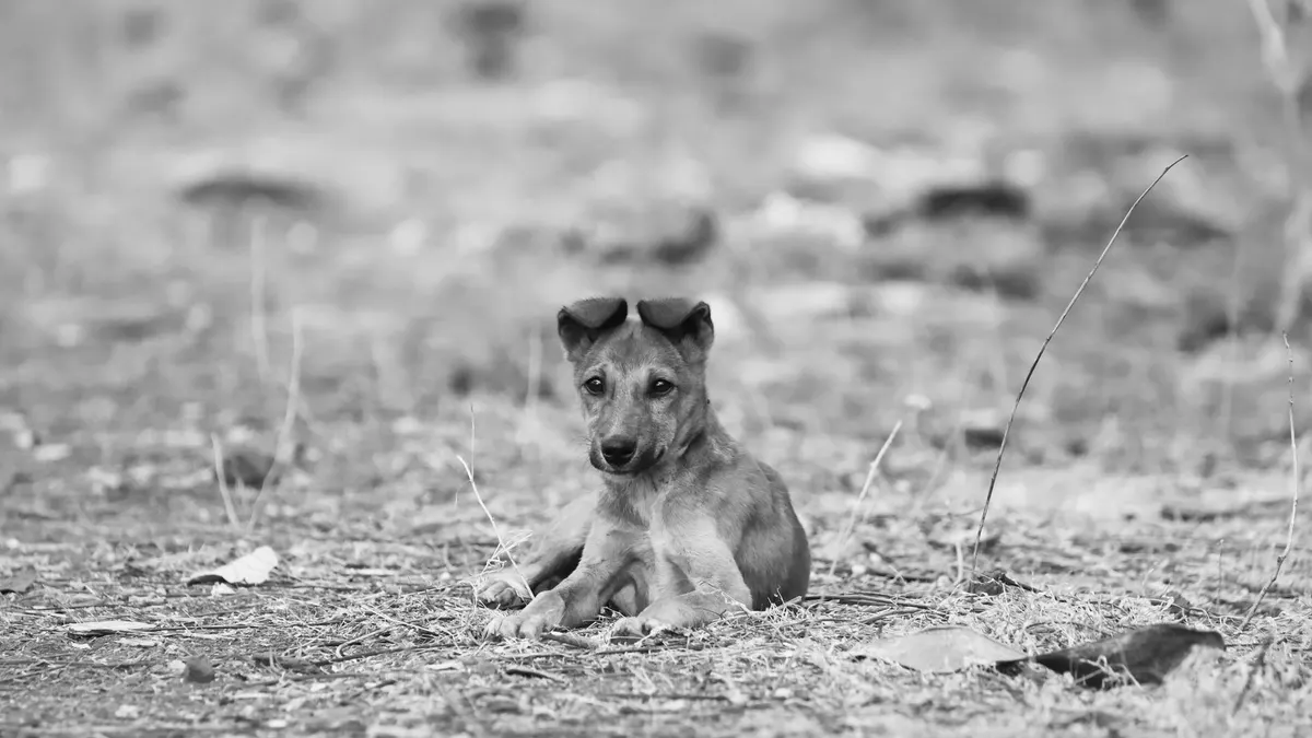 A black and white image of a cute puppy lying on dry grass, exuding calmness.