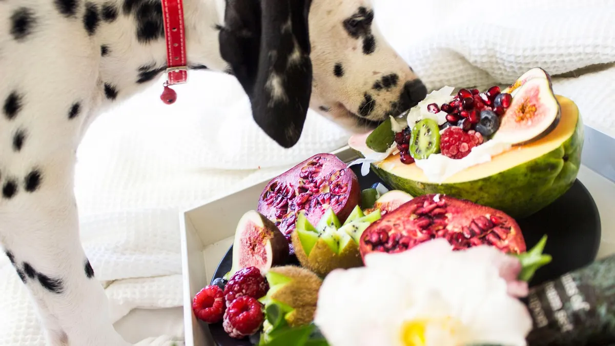 Dalmatian dog sniffing tropical fruits on a platter, including figs and raspberries.