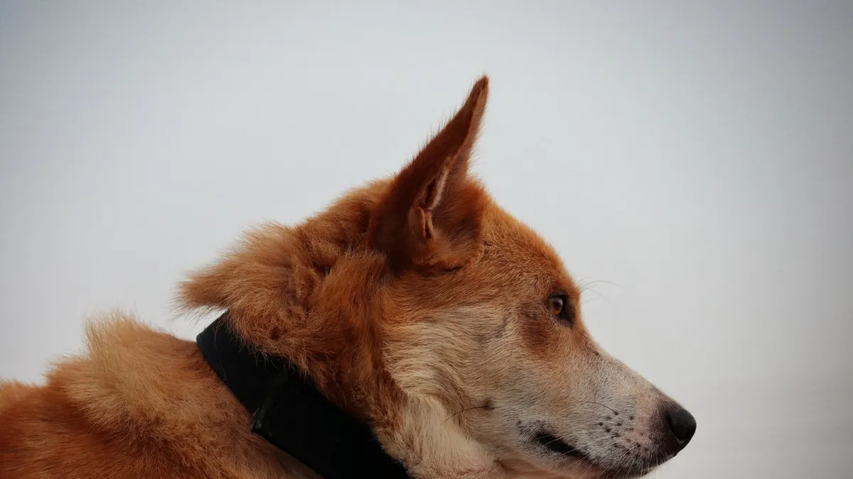 A focused profile of a brown dog wearing a black collar outdoors.