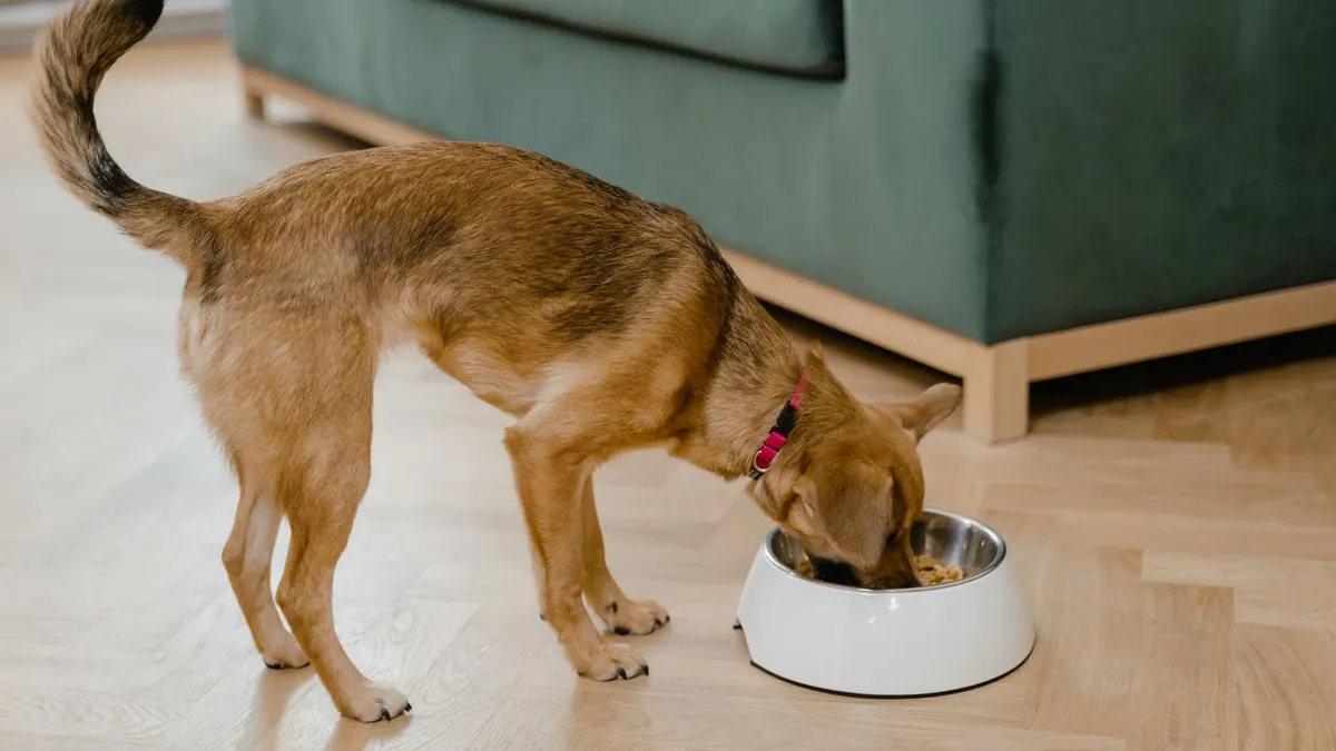 A small brown dog enjoys a meal from its bowl indoors, showcasing cozy living.