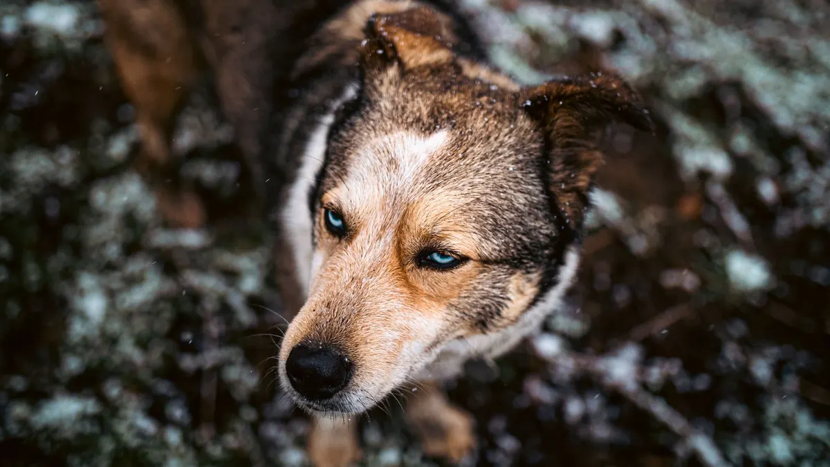 A close-up view of a dog with intense blue eyes standing outdoors, capturing its fur texture and expression.