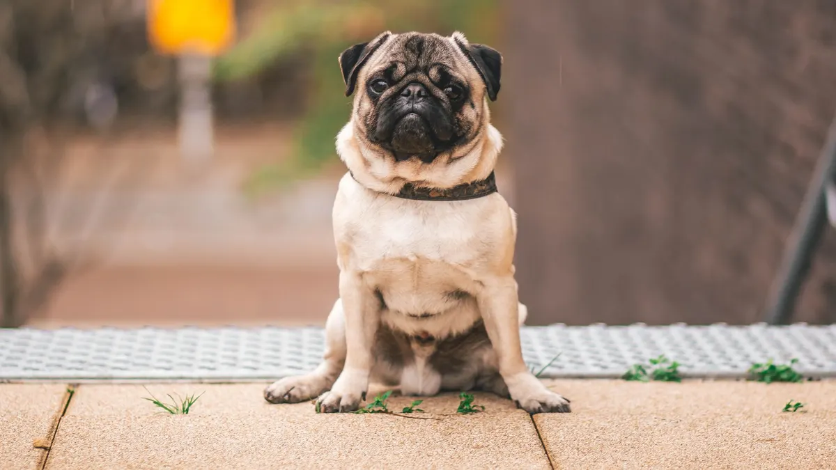 Adorable pug sitting outdoors in Weert, Netherlands, capturing attention with its curious gaze.