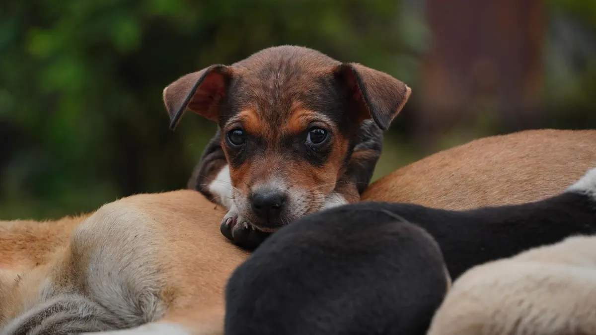 A cute puppy resting among its siblings outdoors, creating a heartwarming scene.