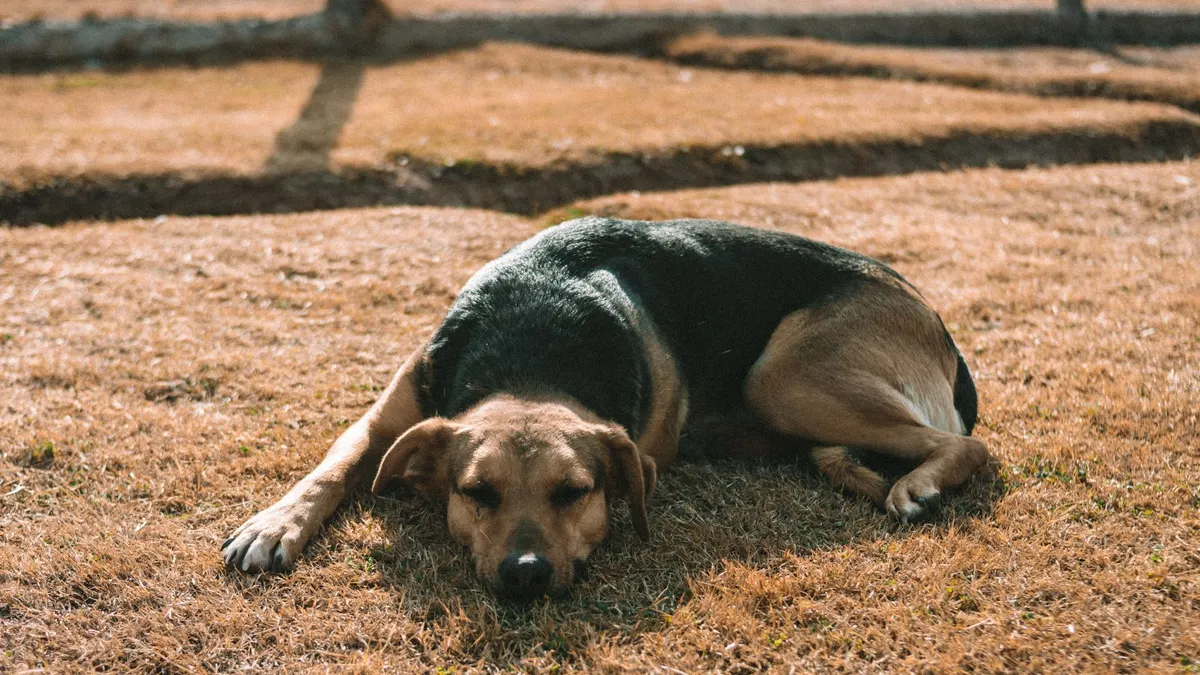 A dog peacefully lying on a sunlit grassy field, capturing tranquility and warmth.