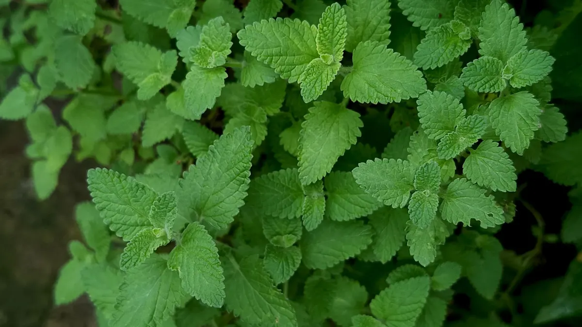 Close-up of vibrant green catnip leaves, showcasing natural texture and growth.