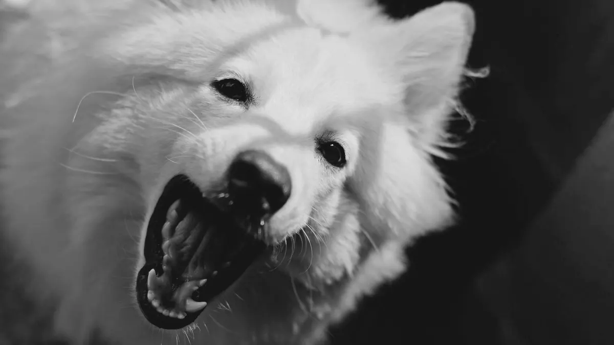 Close-up black and white portrait of a playful furry dog showing its teeth, capturing emotion and texture.