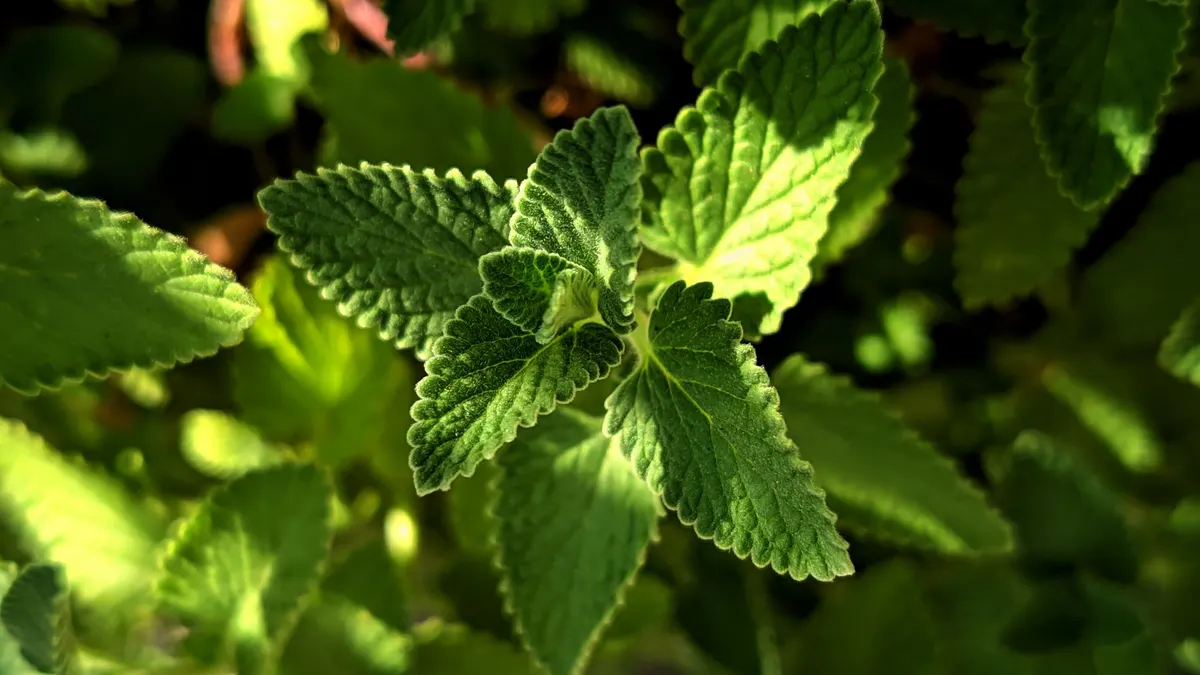 Vibrant green mint leaves basking in sunlight, showcasing detailed textures.