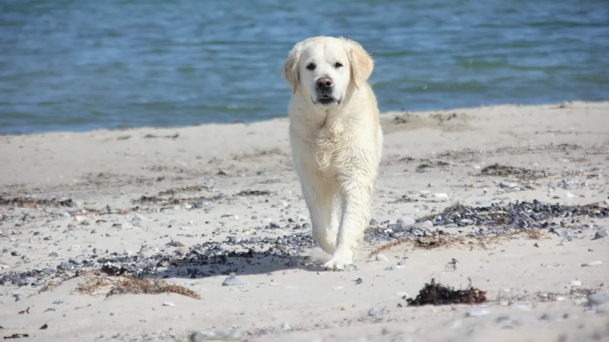 White dog walking beach