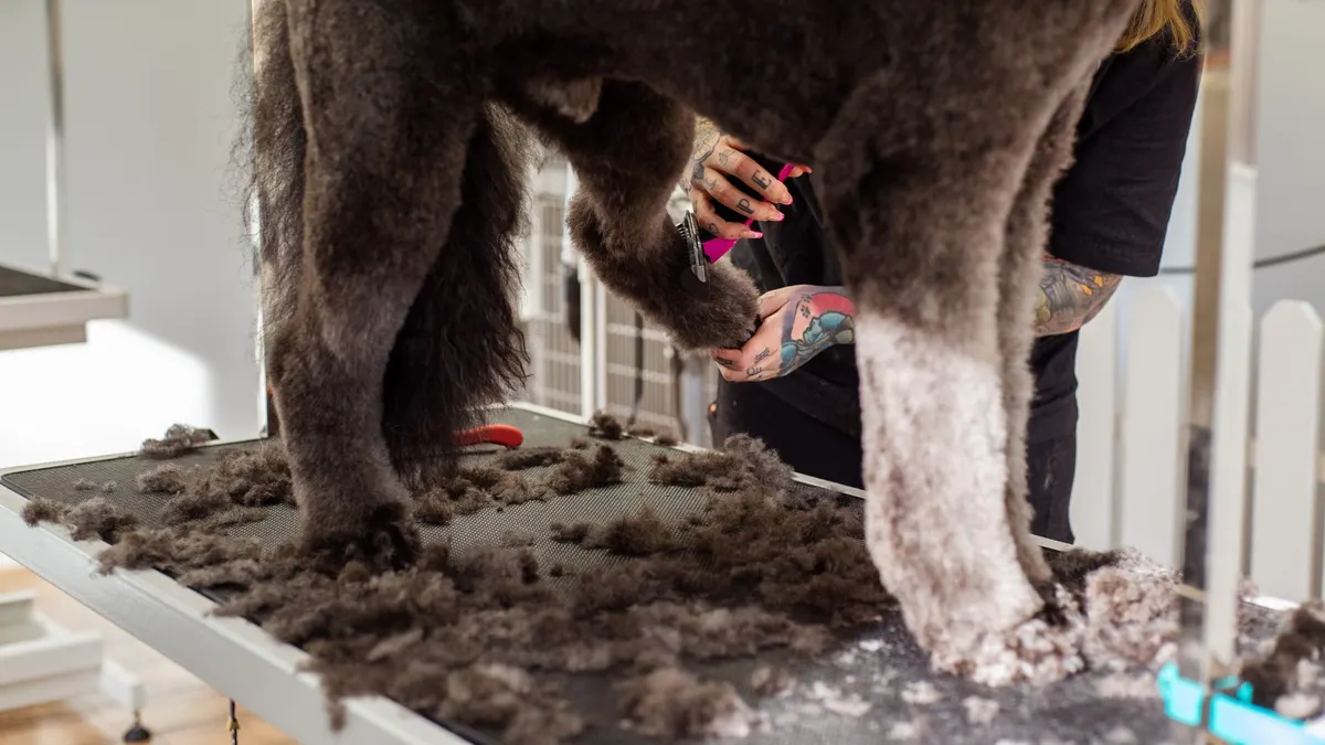 A professional groomer trimming a large dog's fur indoors, showcasing grooming tools.