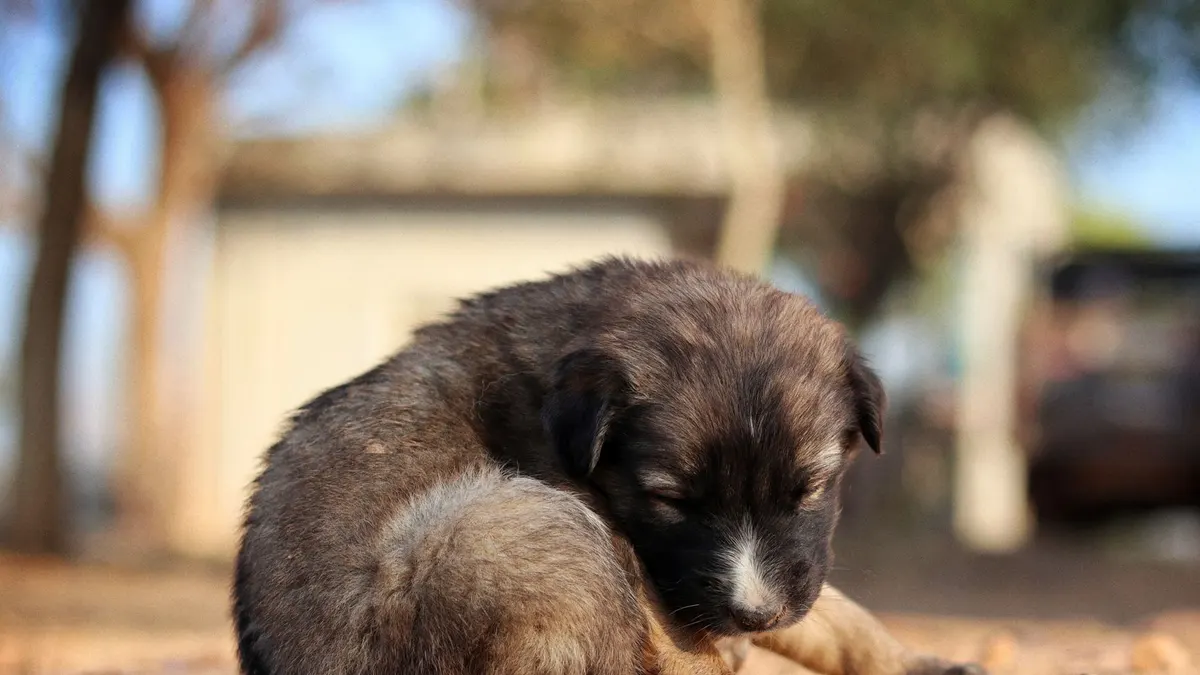 A cute puppy peacefully sleeping outdoors on a sunny day, capturing innocence and serenity.