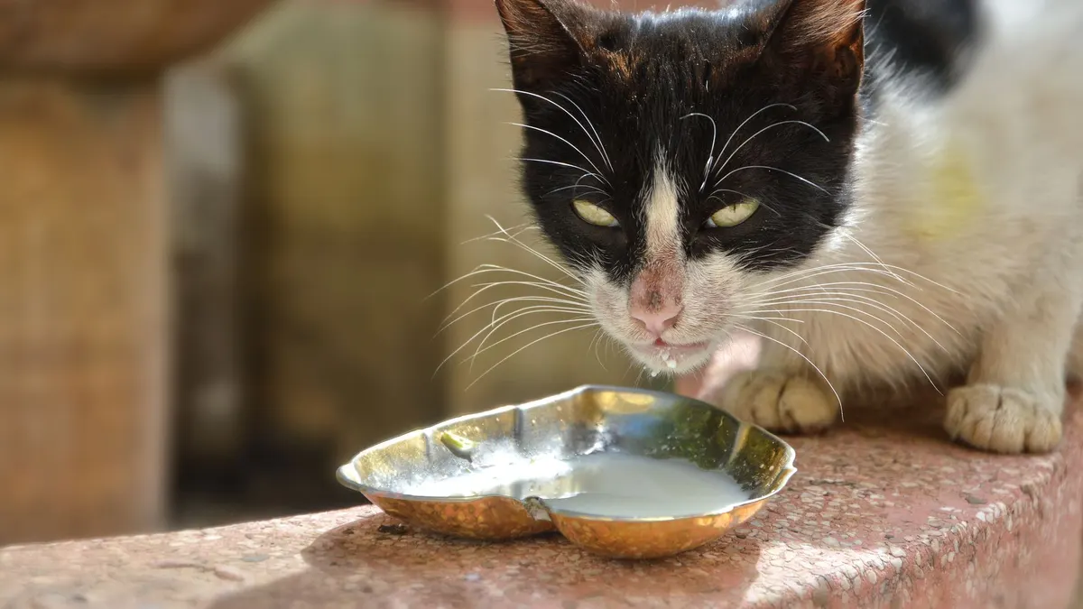 A close-up shot of a tuxedo cat drinking milk from a decorative bowl outdoors.