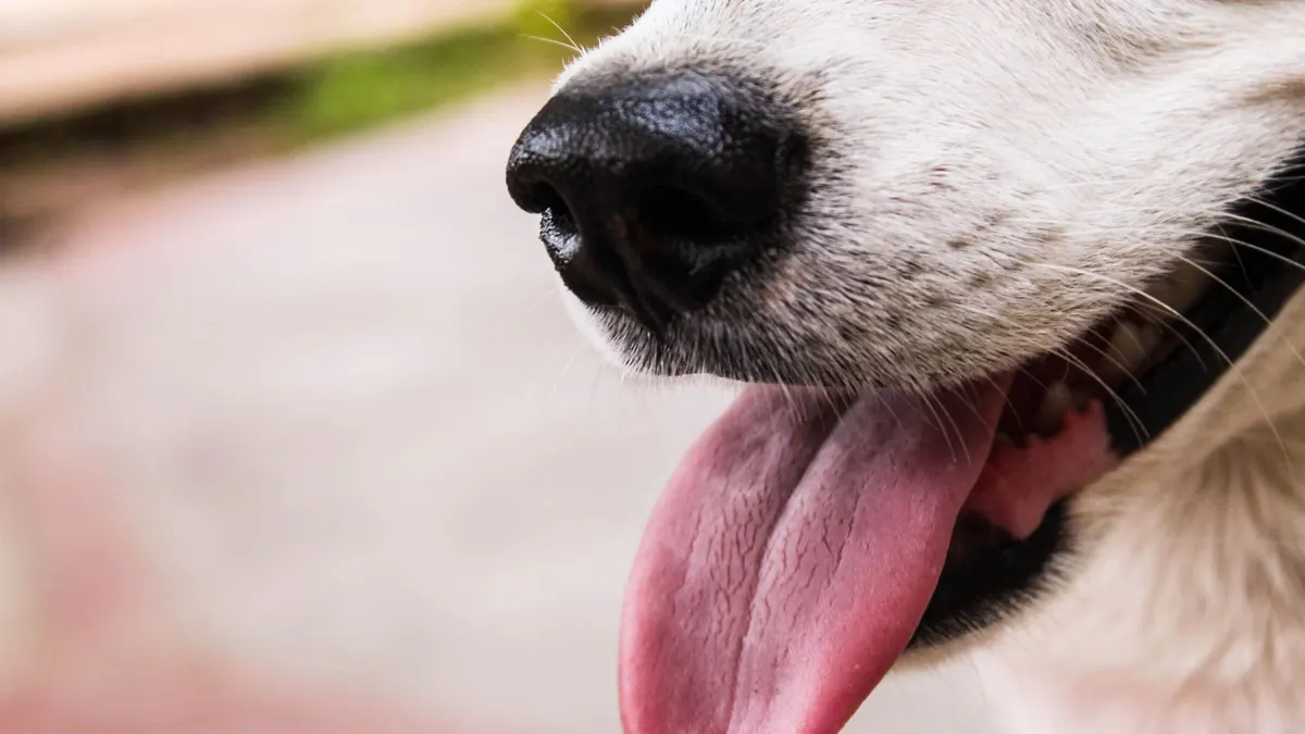 Close-up view of a dog's nose and tongue outdoors, perfect for pet and animal themes.