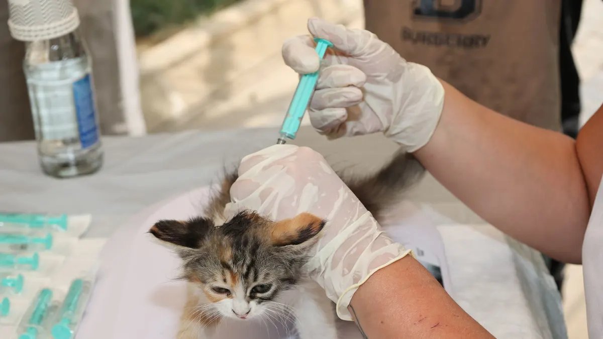 A kitten receiving a vaccination shot from a vet outdoors, highlighting pet care and animal welfare.
