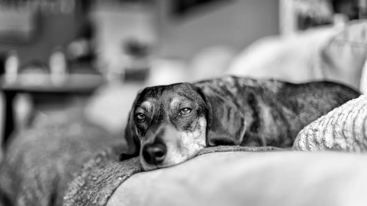 A close-up image of a dog resting on a sofa, captured in black and white tones.