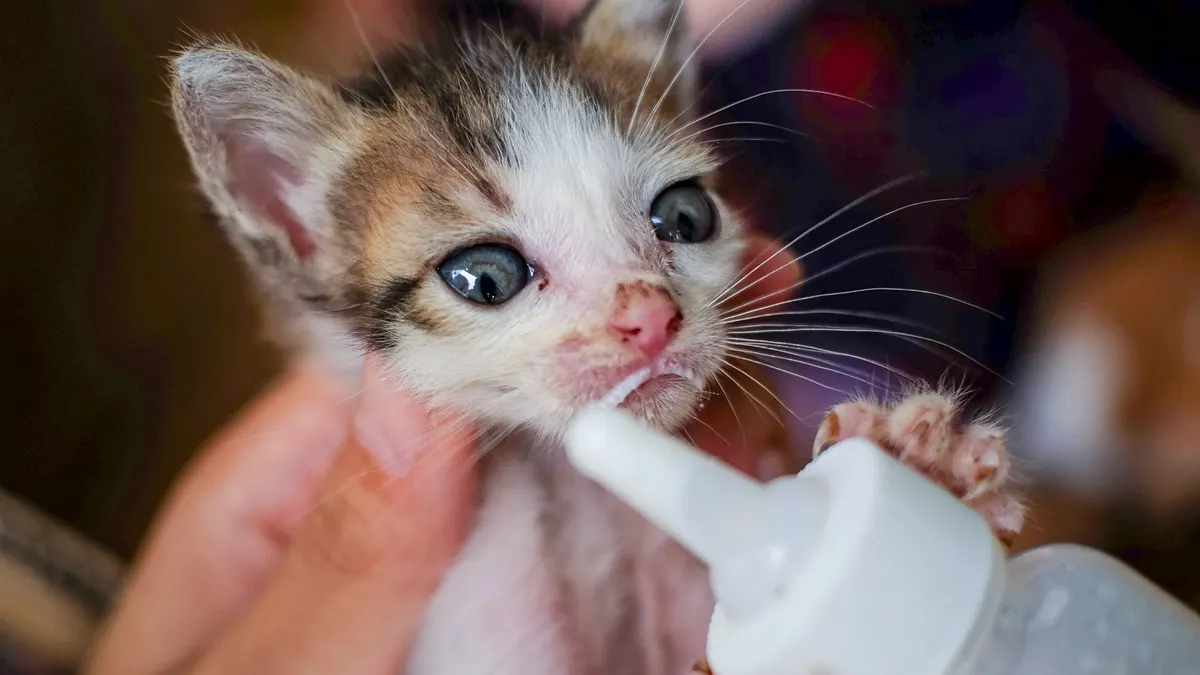 Adorable kitten being bottle-fed, showcasing tender care and love.