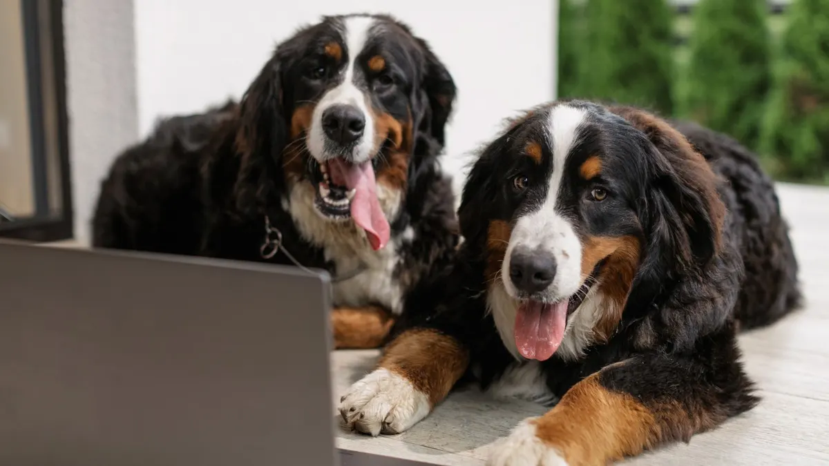 Two Bernese Mountain Dogs relaxing on a porch next to a laptop.