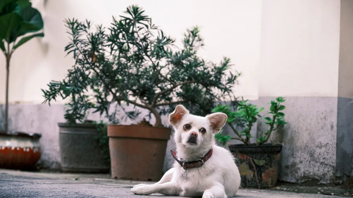Charming small dog laying on asphalt near potted plants, perfect for pet lovers.