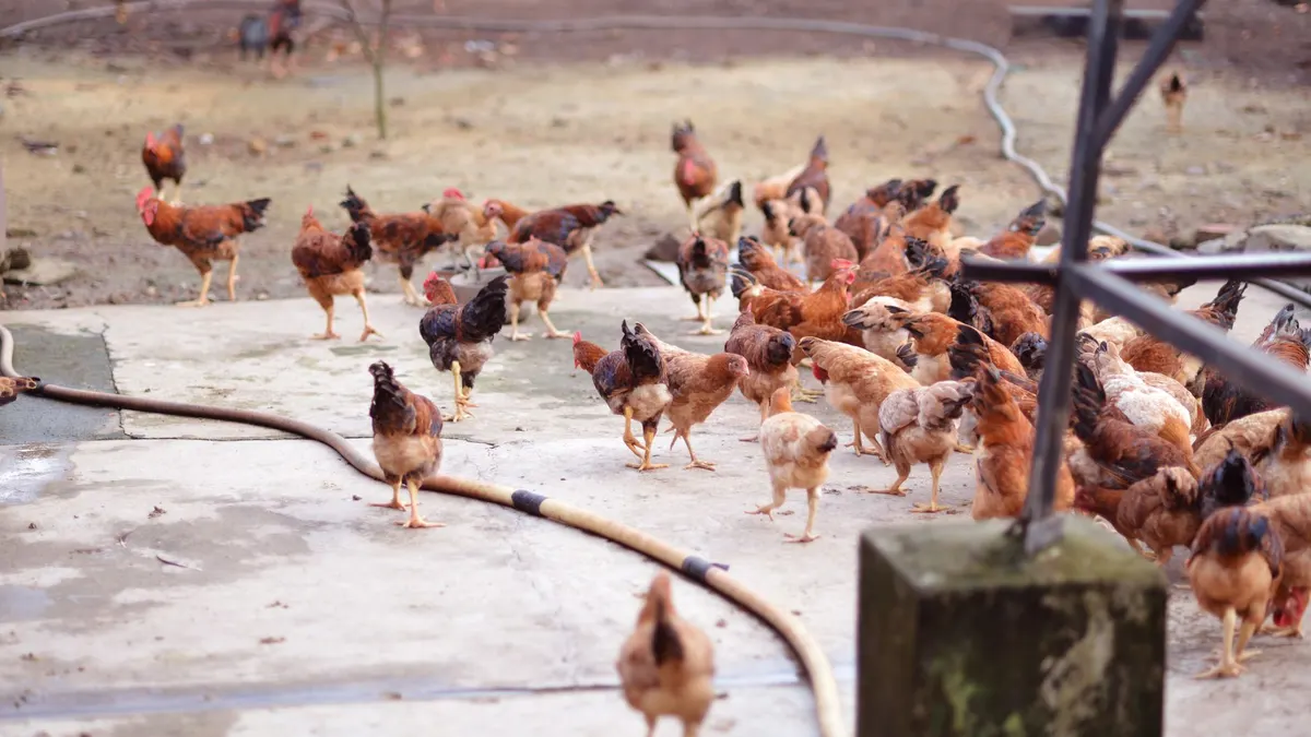 A large flock of chickens pecking on a concrete surface outdoors in a farm setting.