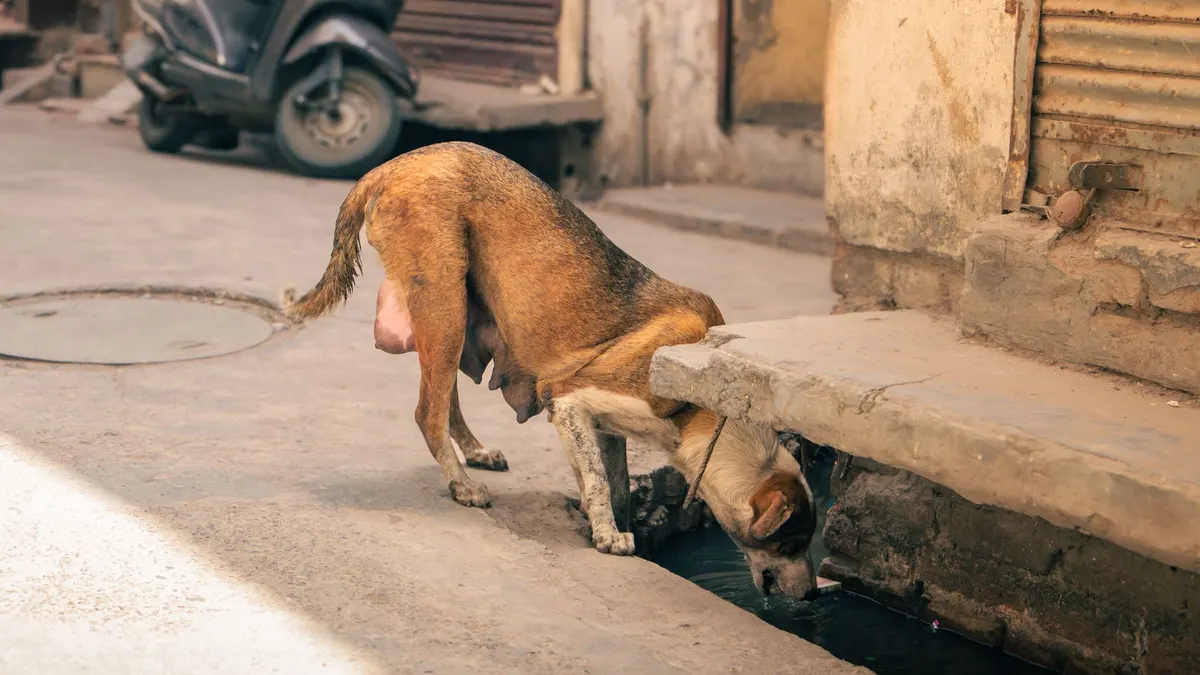 A thirsty stray dog seeks water from a gutter amid summer heat in Jalandhar, India.