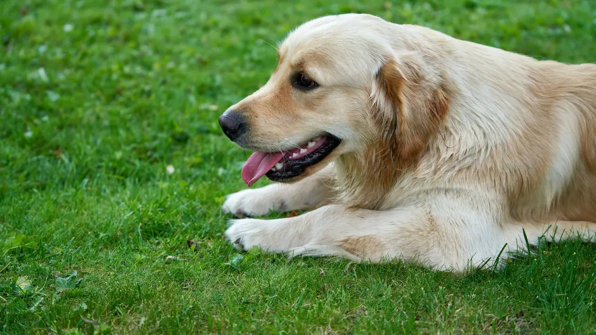 Golden Retriever dog lying on lush green grass with tongue out, showcasing its playful and relaxed nature.