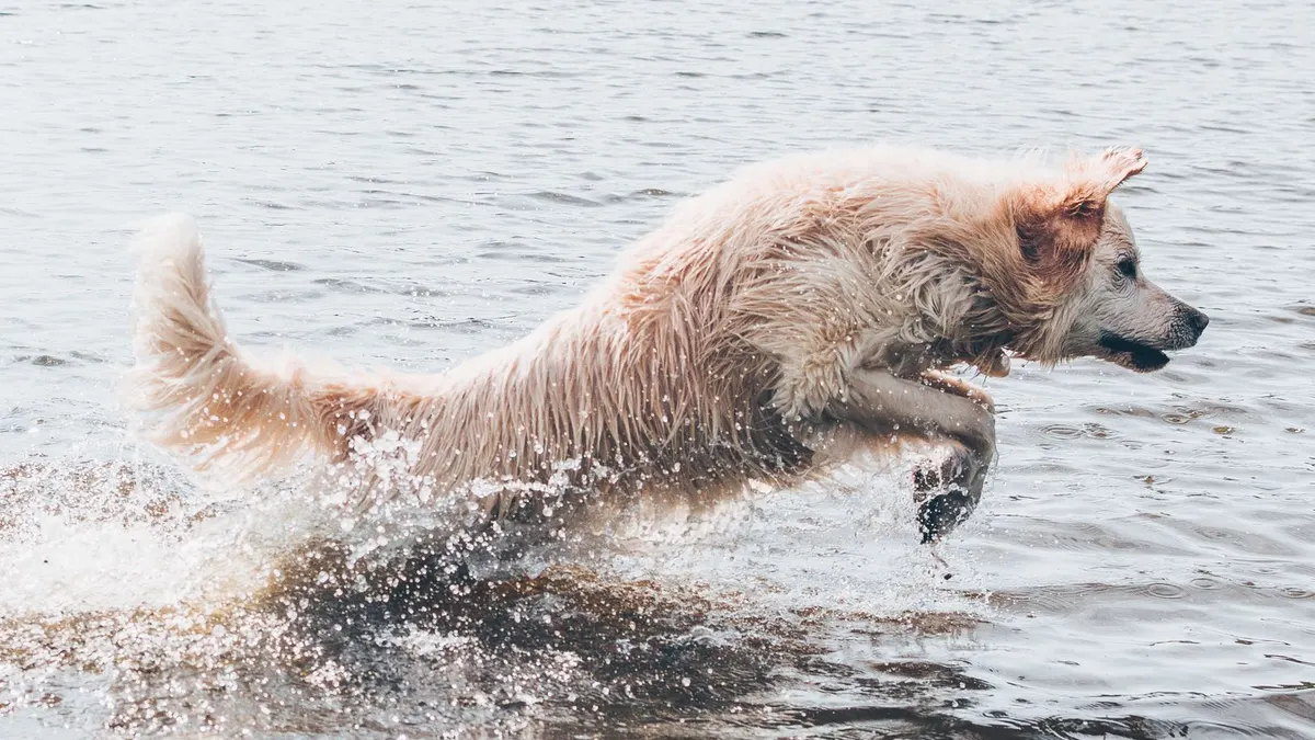 A playful dog jumps energetically through the water on a sunny beach day.