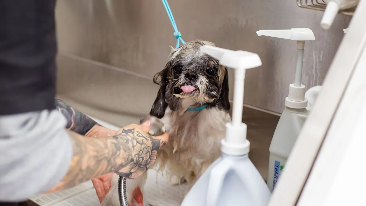 A Shih Tzu dog being bathed at a pet grooming salon by a tattooed groomer.