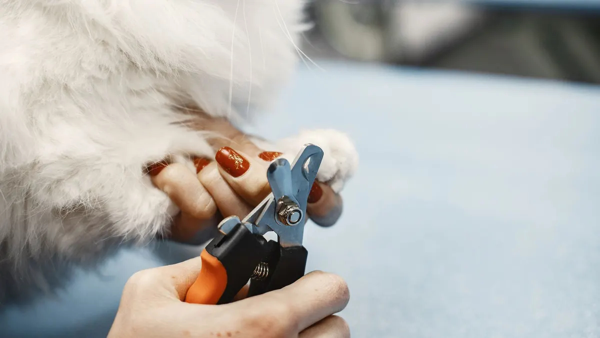 Close-up of a person trimming a cat's nails using a pet grooming tool.