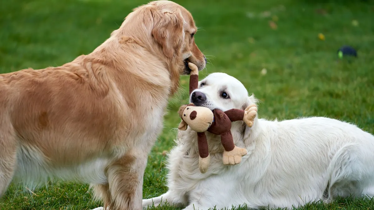 Two golden retrievers playing with a plush toy on the grass in a playful outdoor moment.