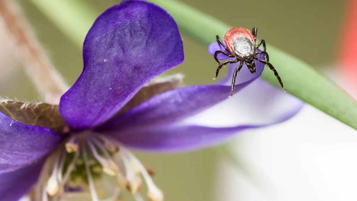 Close-up macro shot of a tick on a vibrant purple flower, highlighting details.