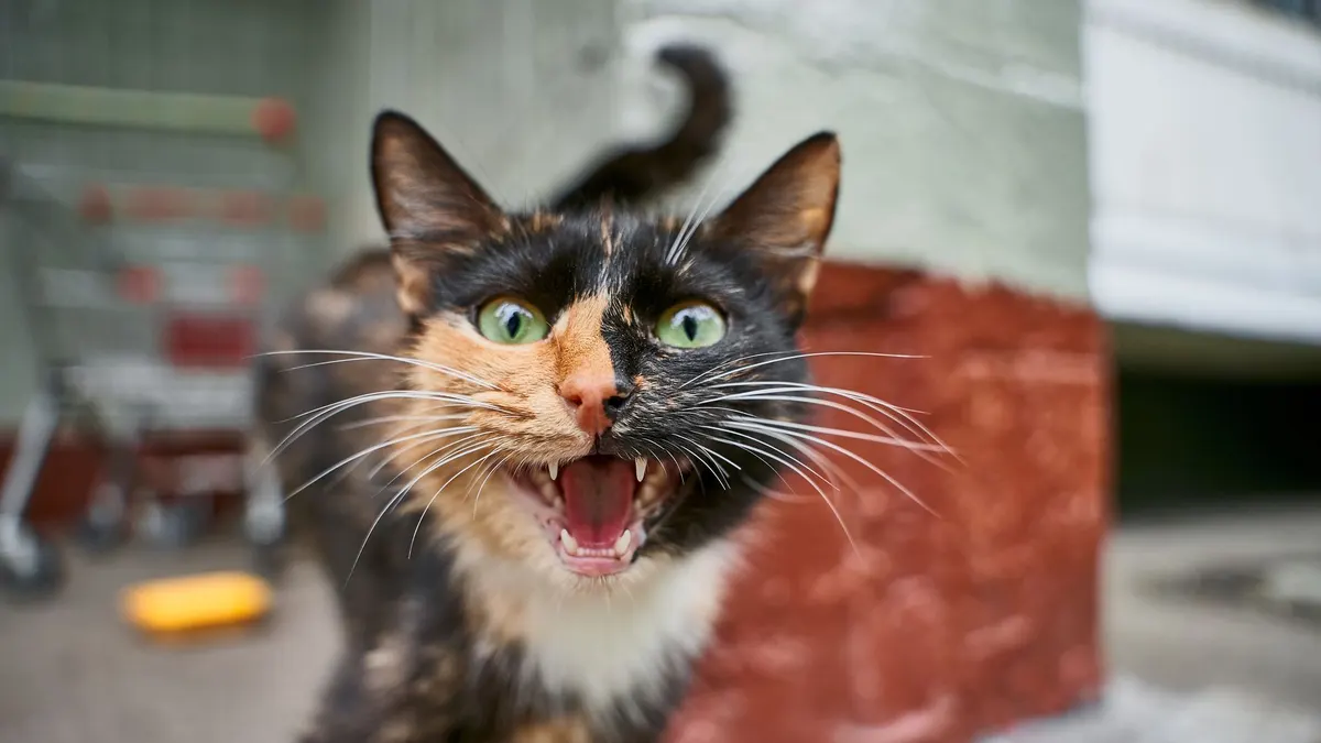 A lively calico cat meowing with open mouth and visible fangs. Perfect for animal or pet photography.