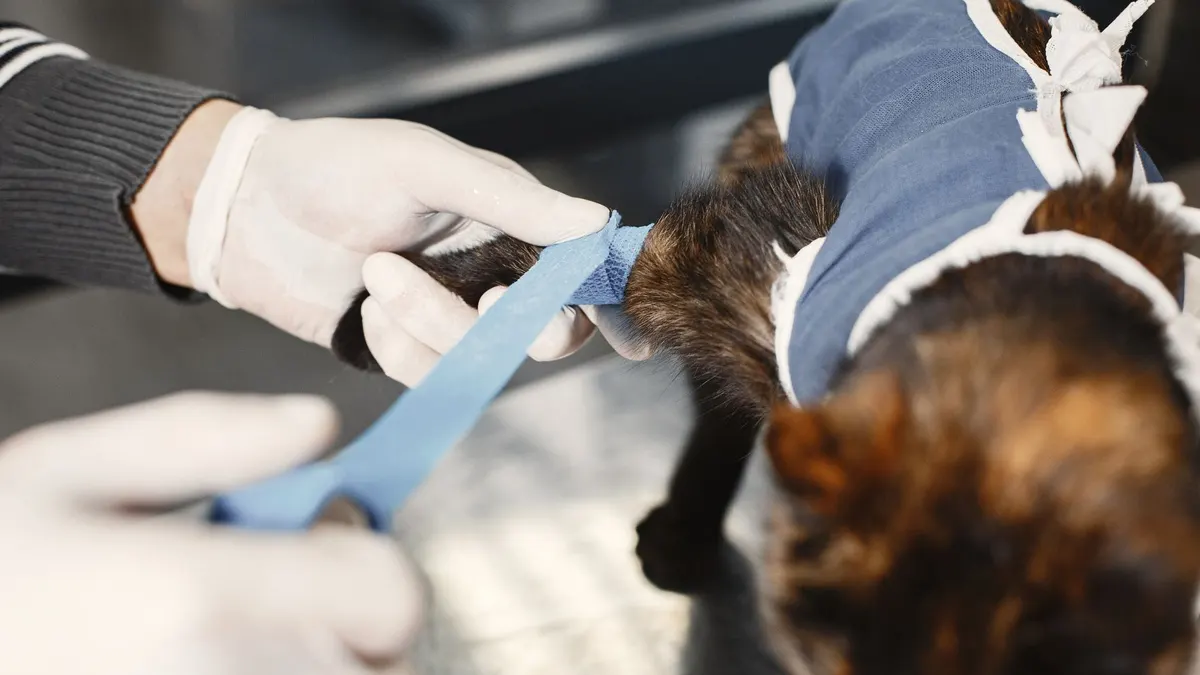A veterinarian skillfully bandages a cat's paw post-surgery in a clinic setting.