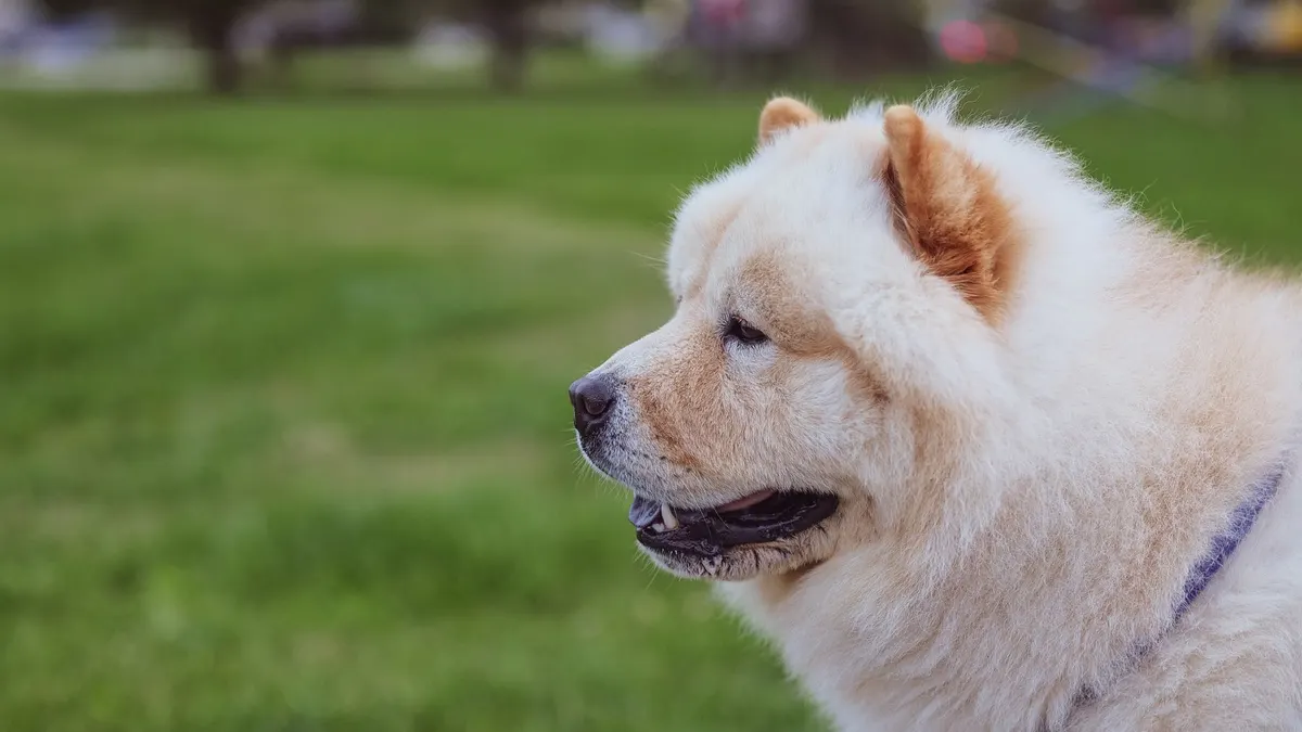 Close-up of a fluffy chow chow dog enjoying a sunny day in a park.