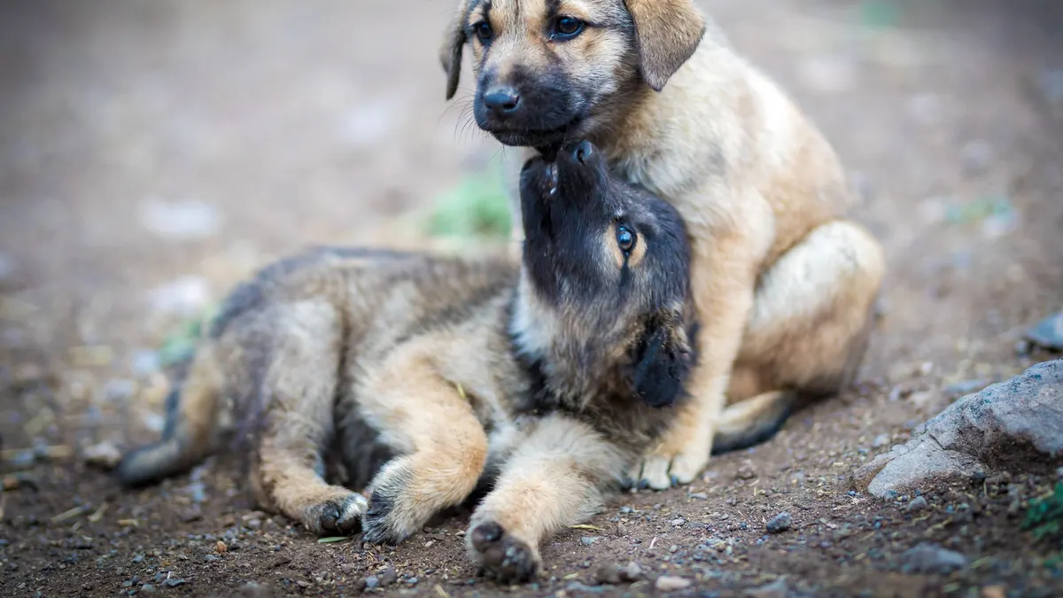 Two cute puppies playfully interacting on a dirt path outdoors.