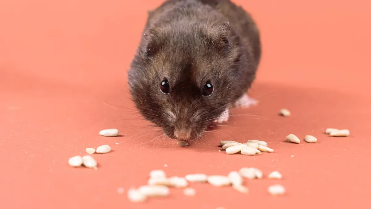 A cute black hamster eating seeds with copy space on a vibrant orange background.