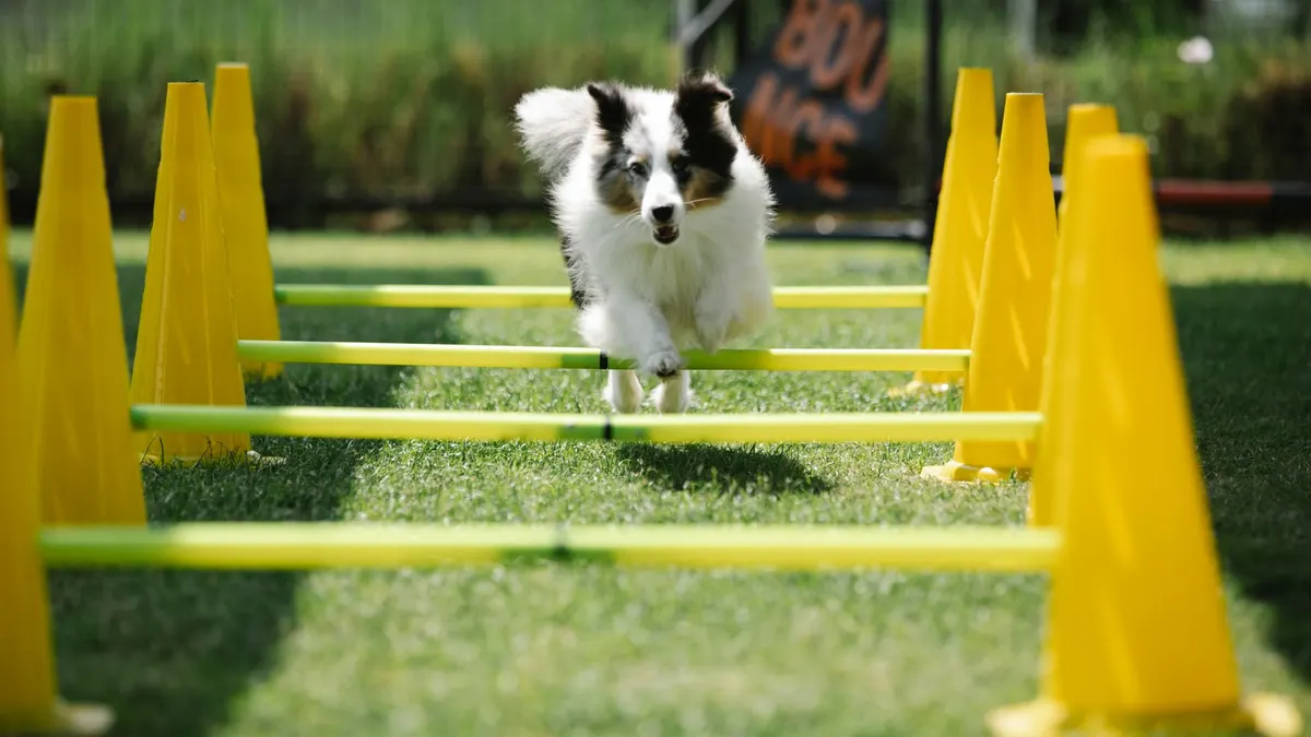 Active purebred dog with fluffy coat jumping above bar while running on meadow with cones on sunny day