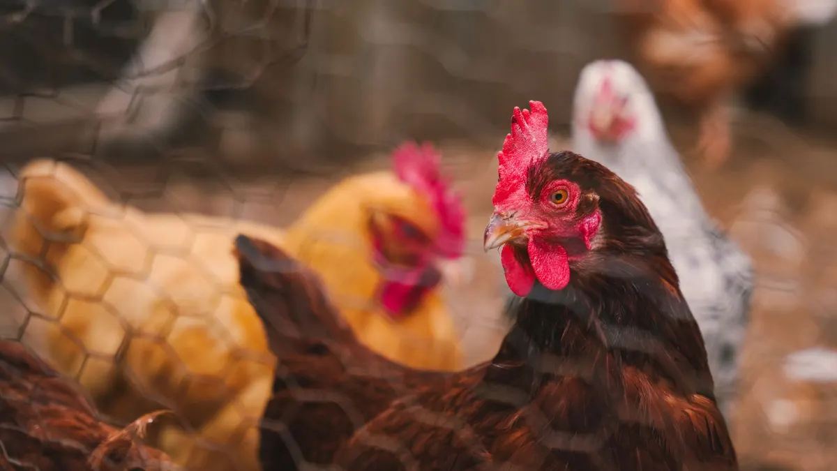 Colorful hens inside a fenced chicken coop on a farm.