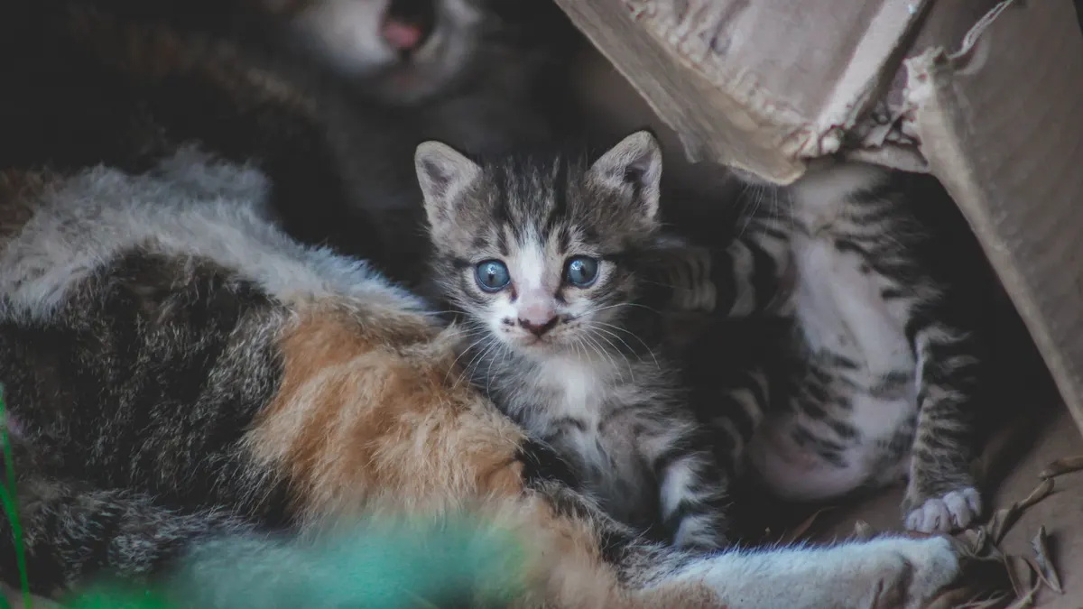 Cute kittens with tabby fur snuggled inside a cardboard box, showcasing their playful and curious nature.